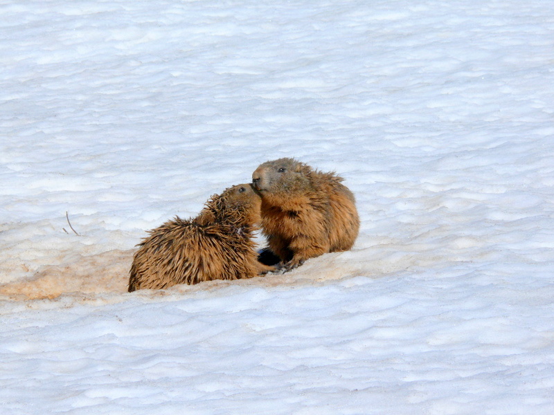 Boccoli d''oro -  Marmotte del Monte Baldo